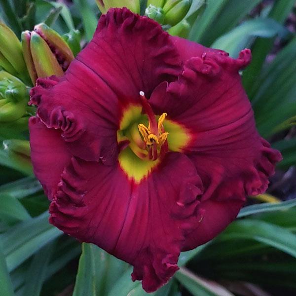 Spacecoast_Grand_Master